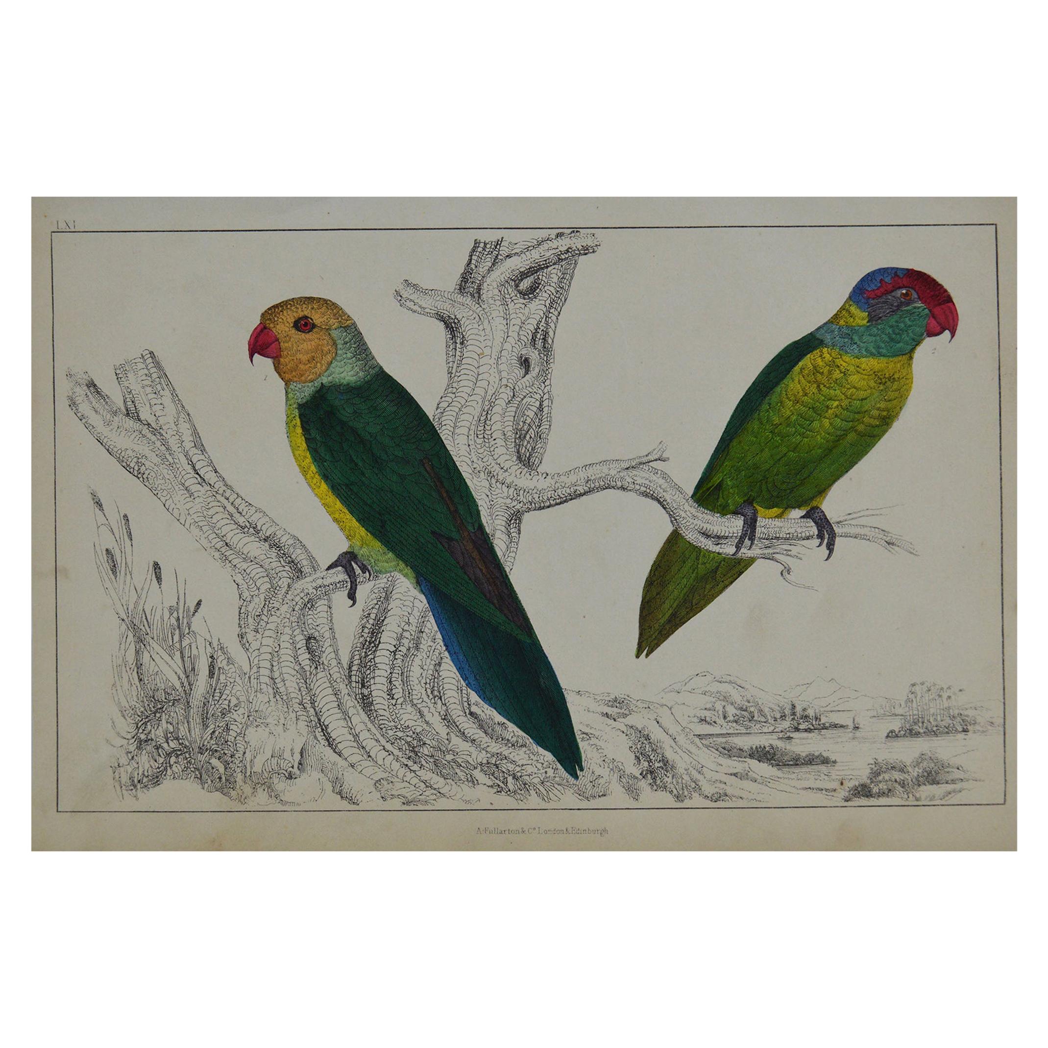 Original Antique Print of Parrots, 1847 'Unframed'