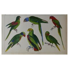 Original Antique Print of Parrots, 1847 'Unframed'