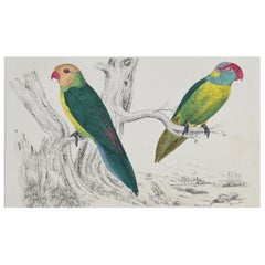 Original Antique Print of Parrots, 1847 'Unframed'