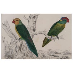 Original Antique Print of Parrots, 1847 'Unframed'