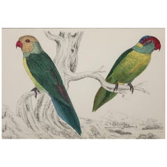 Original Antique Print of Parrots, 1847 'Unframed'