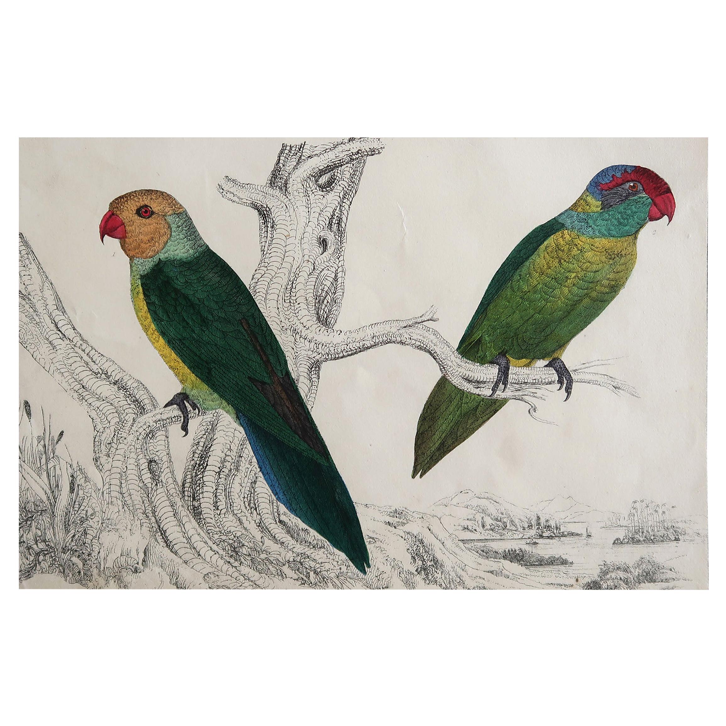 Original Antique Print of Parrots, 1847 'Unframed'