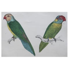 Original Antique Print of Parrots, 1847 'Unframed'
