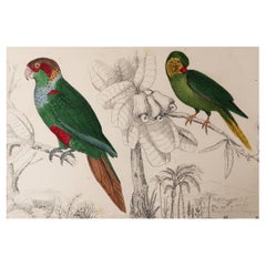 Original Antique Print of Parrots, 1847 'Unframed'