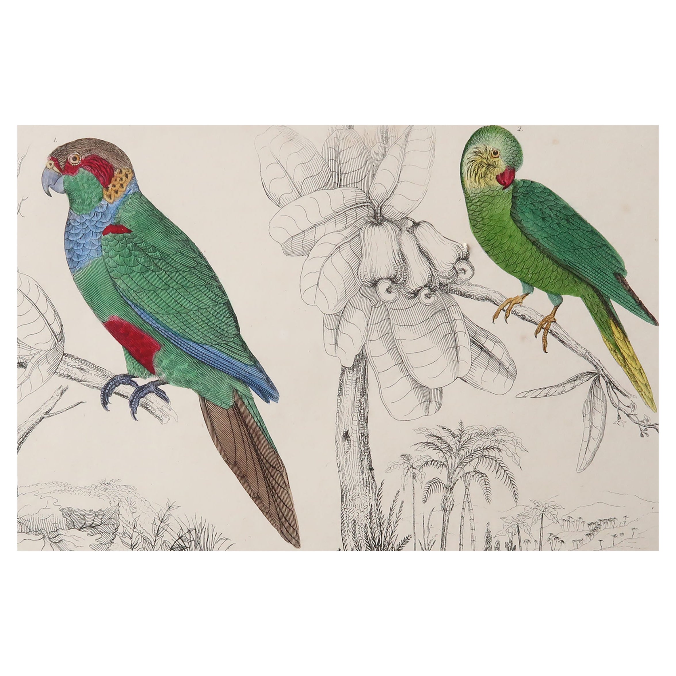 Original Antique Print of Parrots, 1847 
Unframed
