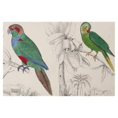 Original Antique Print of Parrots, 1847 'Unframed'