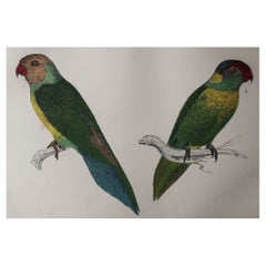 Original Antique Print of Parrots, 1847, 'Unframed'