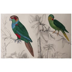 Original Antique Print of Parrots, 1847 'Unframed'
