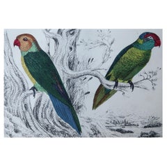 Original Antique Print of Parrots, 1847, 'Unframed'