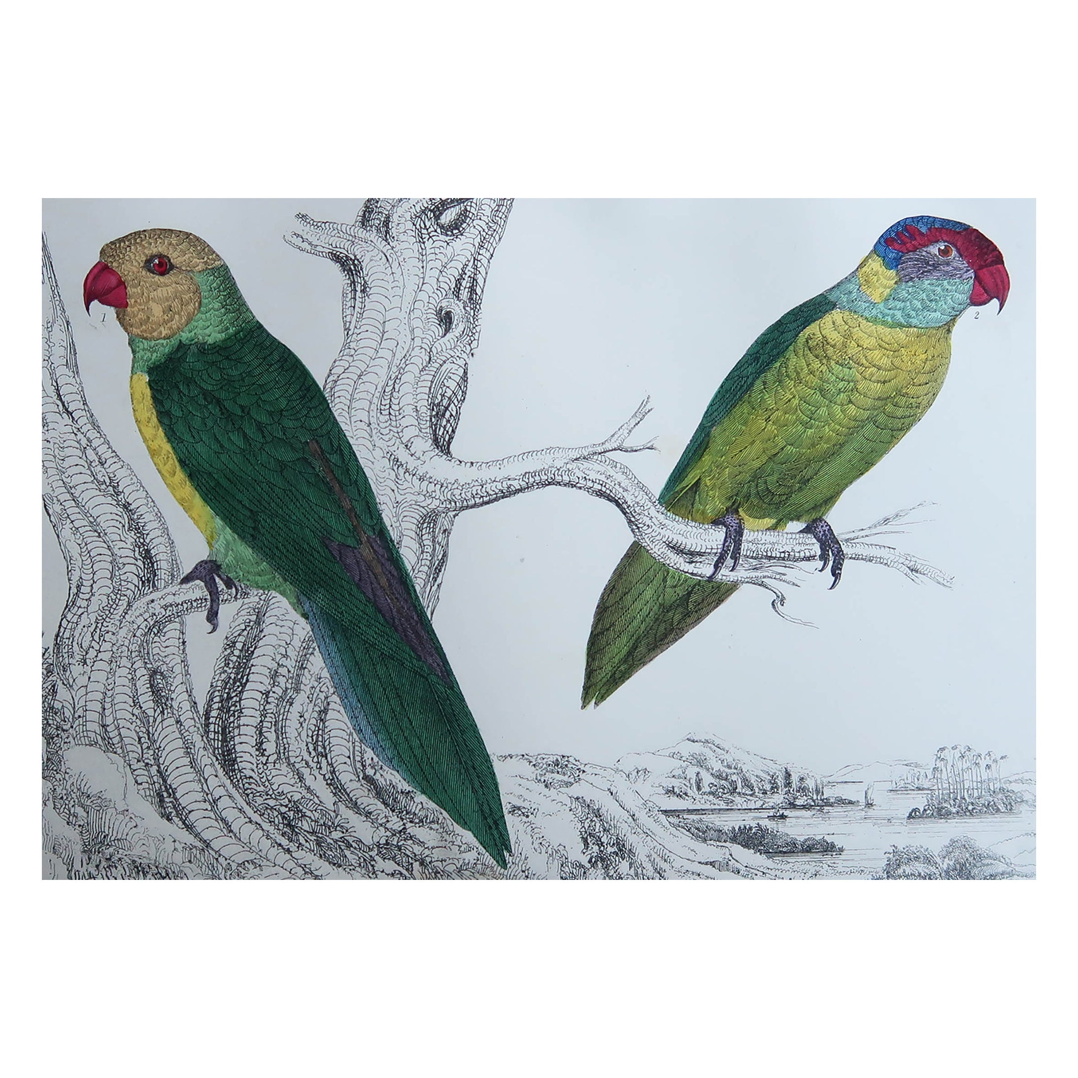Original Antique Print of Parrots, 1847, 
Unframed

