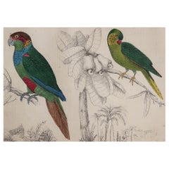 Original Antique Print of Parrots, 1847 'Unframed'