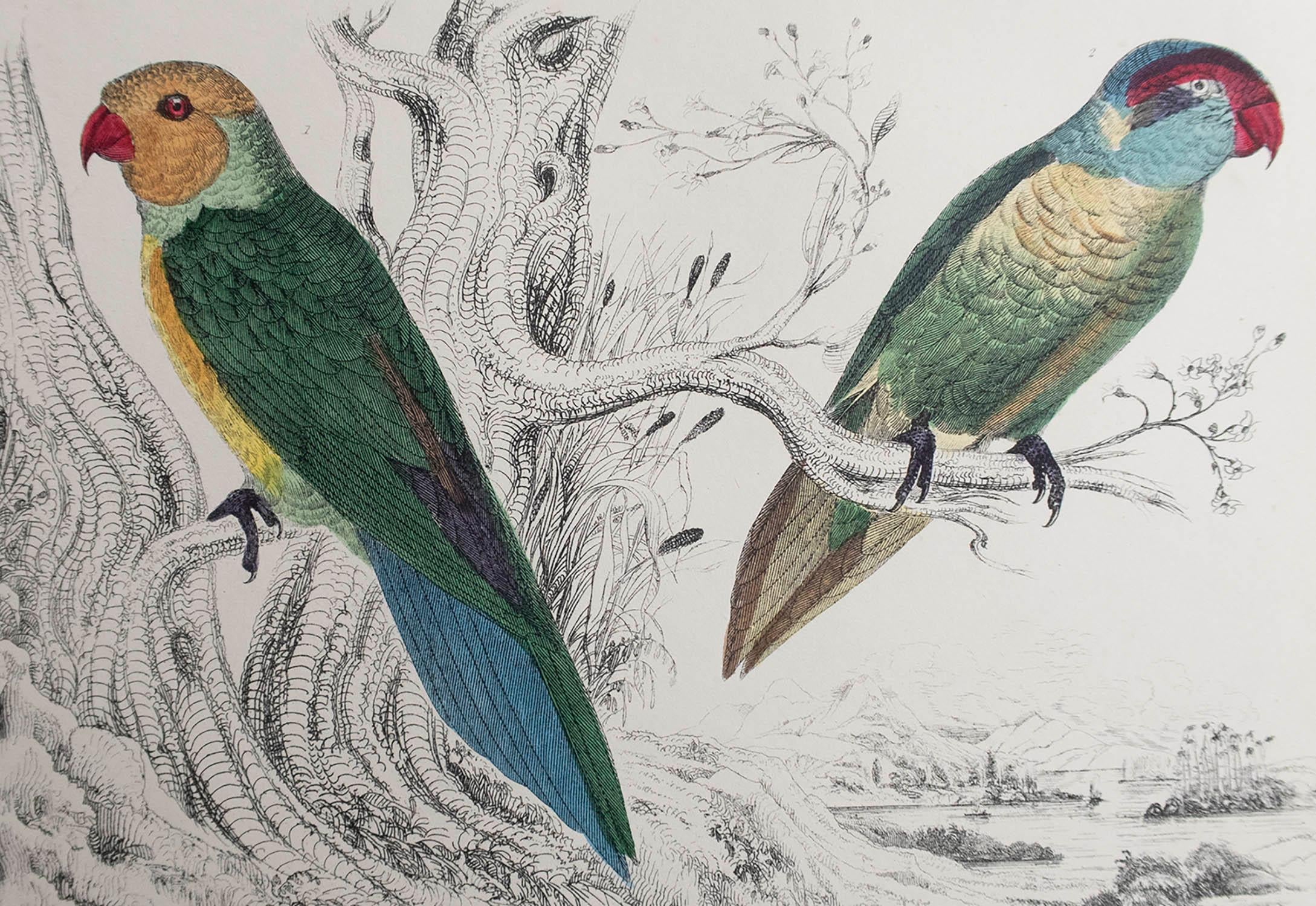 Great image of parrots.

Unframed. It gives you the option of perhaps making a set up using your own choice of frames.

Lithograph after cpt. Brown with original hand color.

Published, 1847.

Free shipping.




