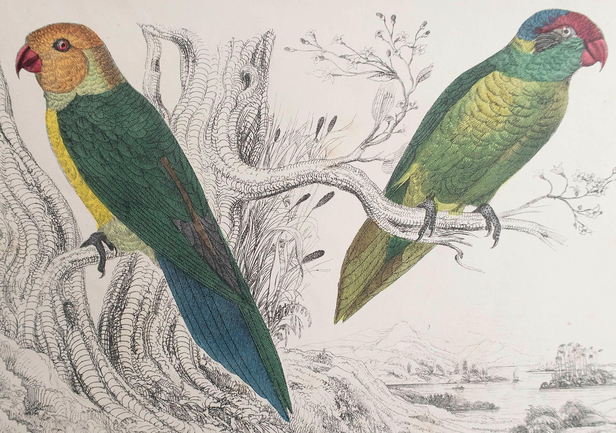 Great image of parrots.

Unframed. It gives you the option of perhaps making a set up using your own choice of frames.

Lithograph after cpt. Brown with original hand color.

Published, 1847.

Free shipping.




