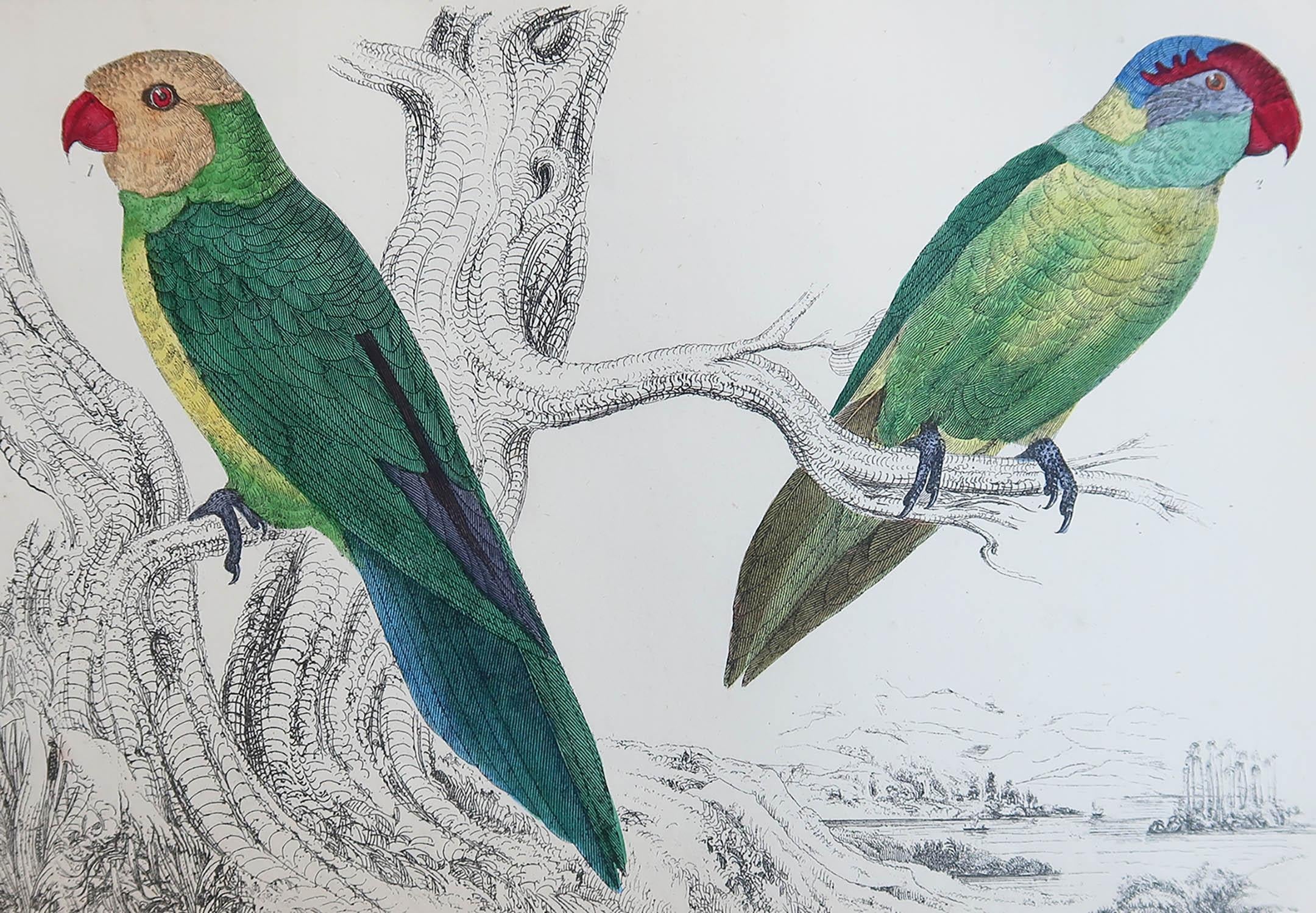 Ottima immagine di pappagalli.

Senza cornice. In questo modo si ha la possibilità di creare un set di cornici a scelta.

Litografia dopo cpt. Marrone con colore originale a mano.

Pubblicato, 1847.

Spedizione gratuita.




