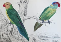 Original Antique Print of Parrots, circa 1850, 'Unframed'