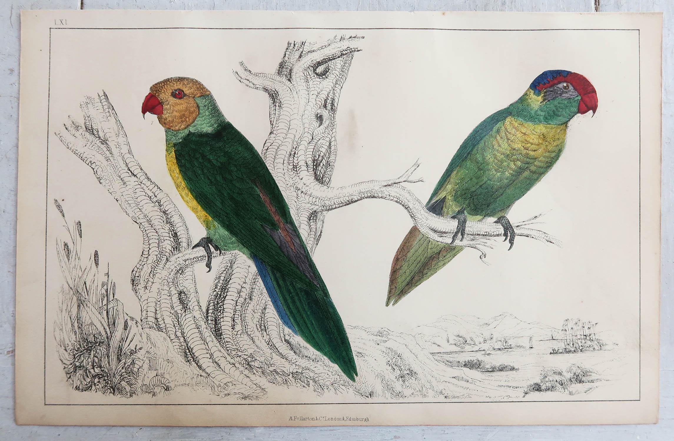 Folk Art Original Antique Print of Parrots, circa 1850, 'Unframed'