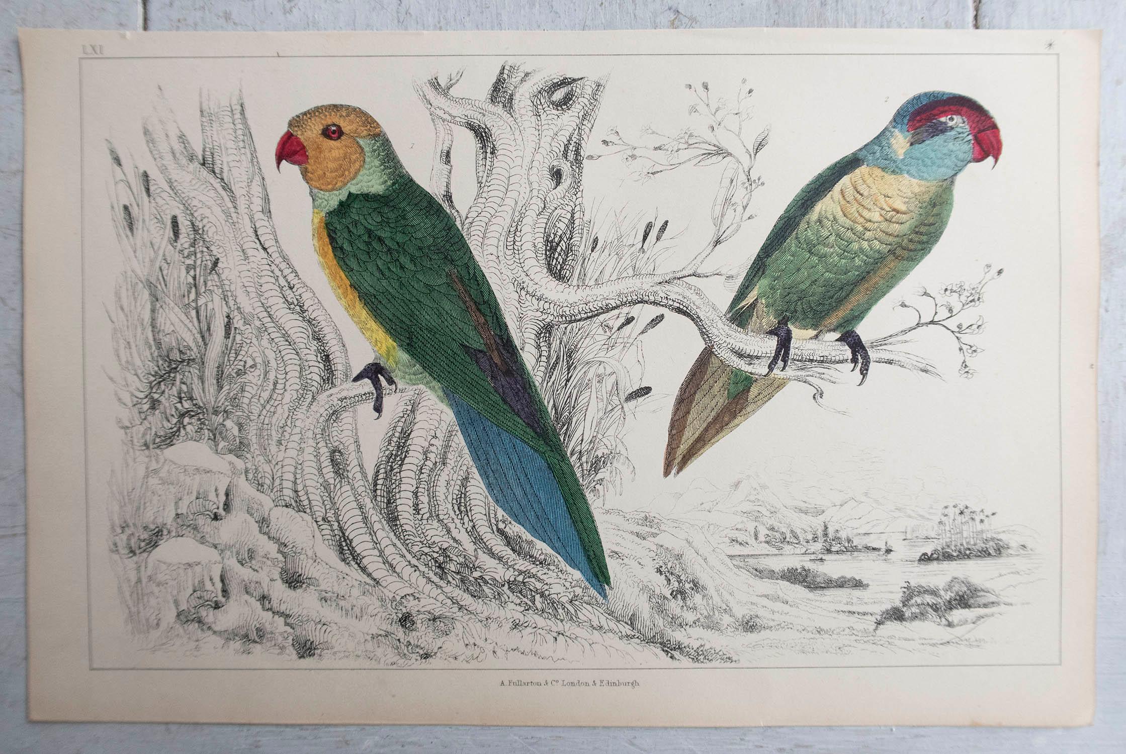 Folk Art Original Antique Print of Parrots, circa 1850, 'Unframed'
