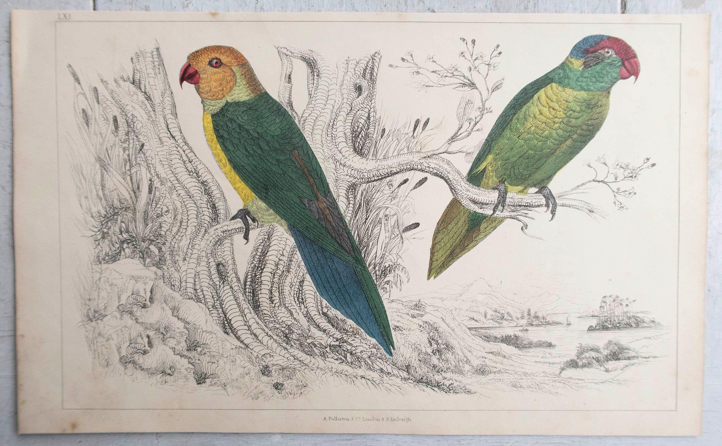 Folk Art Original Antique Print of Parrots, circa 1850, 'Unframed' For Sale