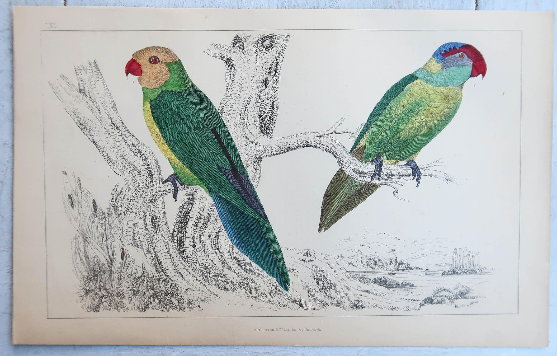 Arte popolare Stampa antica originale di pappagalli, 1850 circa, 