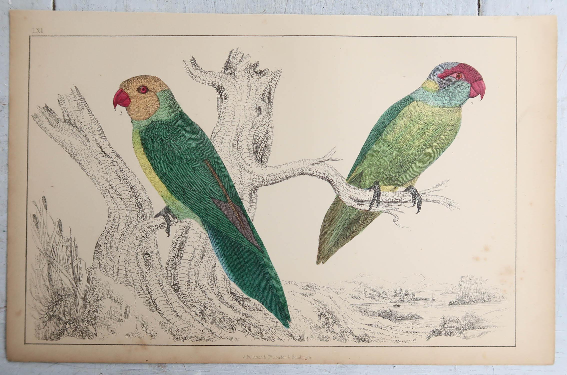 English Original Antique Print of Parrots, circa 1850, 'Unframed' For Sale