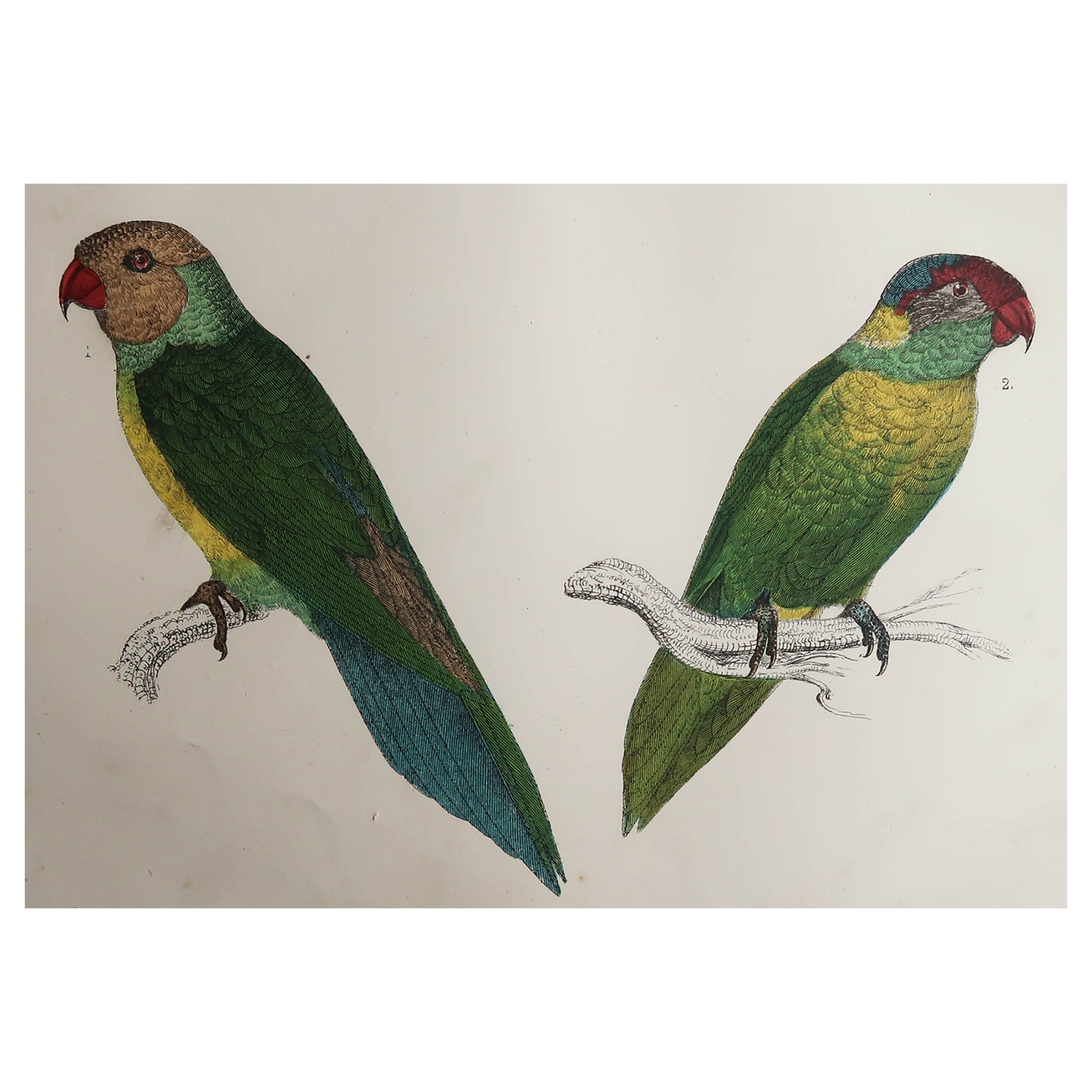Original Antique Print of Parrots, circa 1850, 
Unframed
