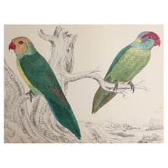 Original Antique Print of Parrots, circa 1850, 'Unframed'