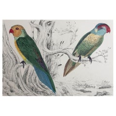 Original Antique Print of Parrots, circa 1850, 'Unframed'