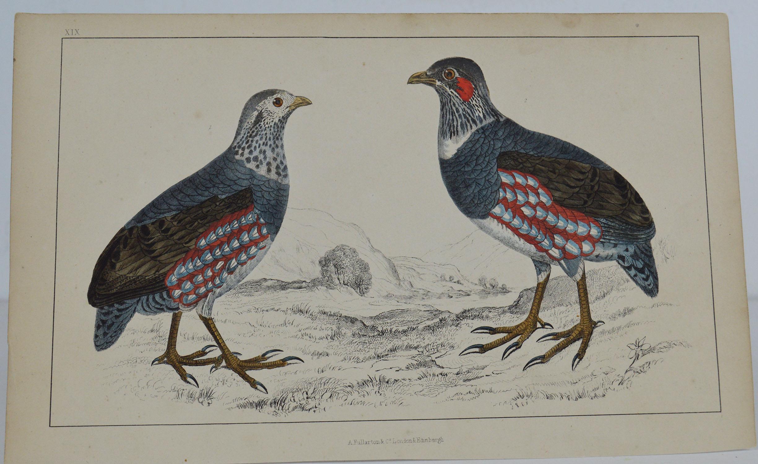 Great image of partridge

Unframed. It gives you the option of perhaps making a set up using your own choice of frames.

Lithograph after Cpt. Brown with original hand color.

Published 1847.

Free shipping.




  