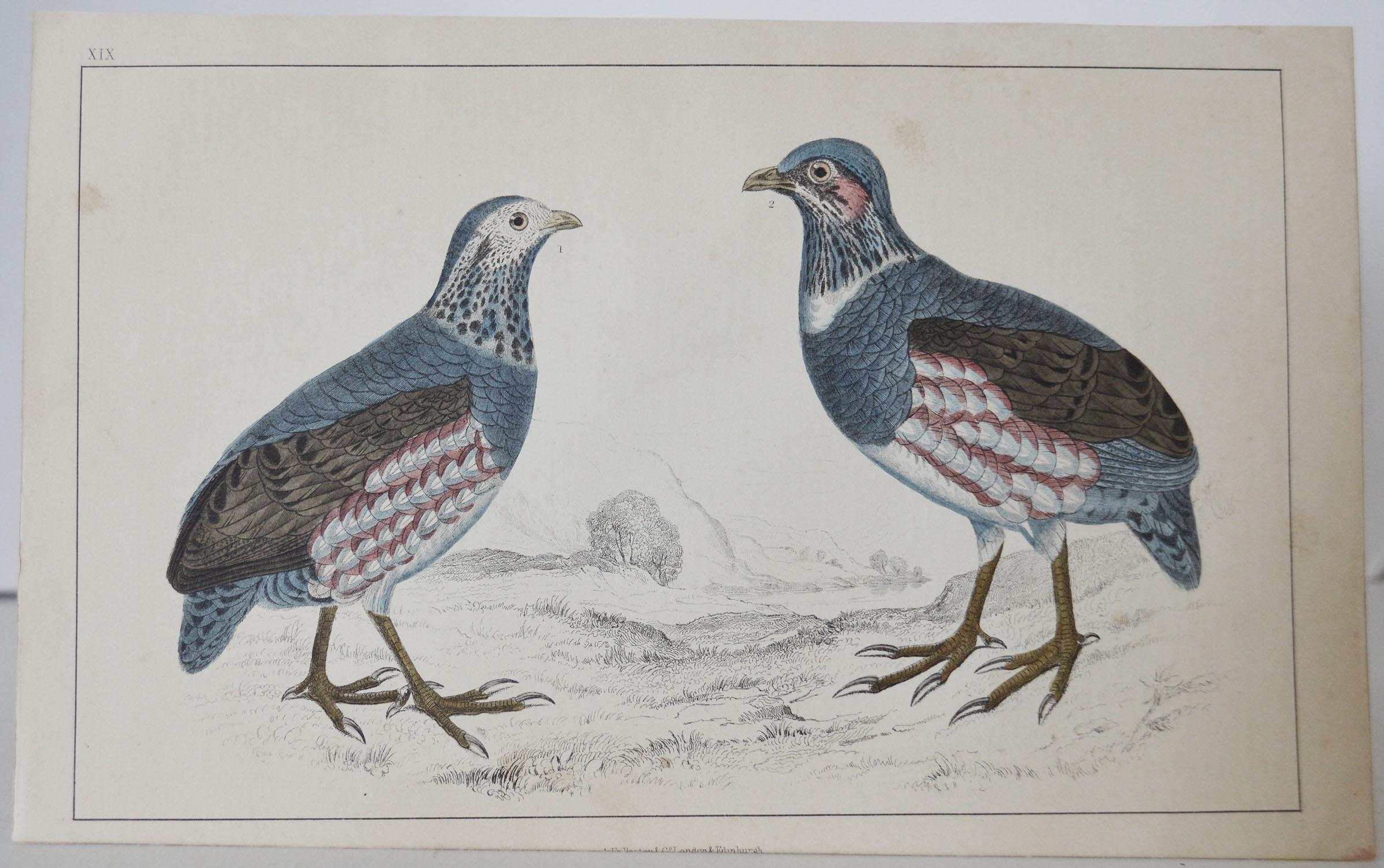 Great image of partridge

Unframed. It gives you the option of perhaps making a set up using your own choice of frames.

Lithograph after Cpt. brown with original hand color.

Published, 1847.

Free shipping.




    