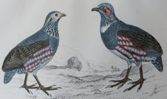 Stampa antica originale di Pernice, 1847, senza cornice
