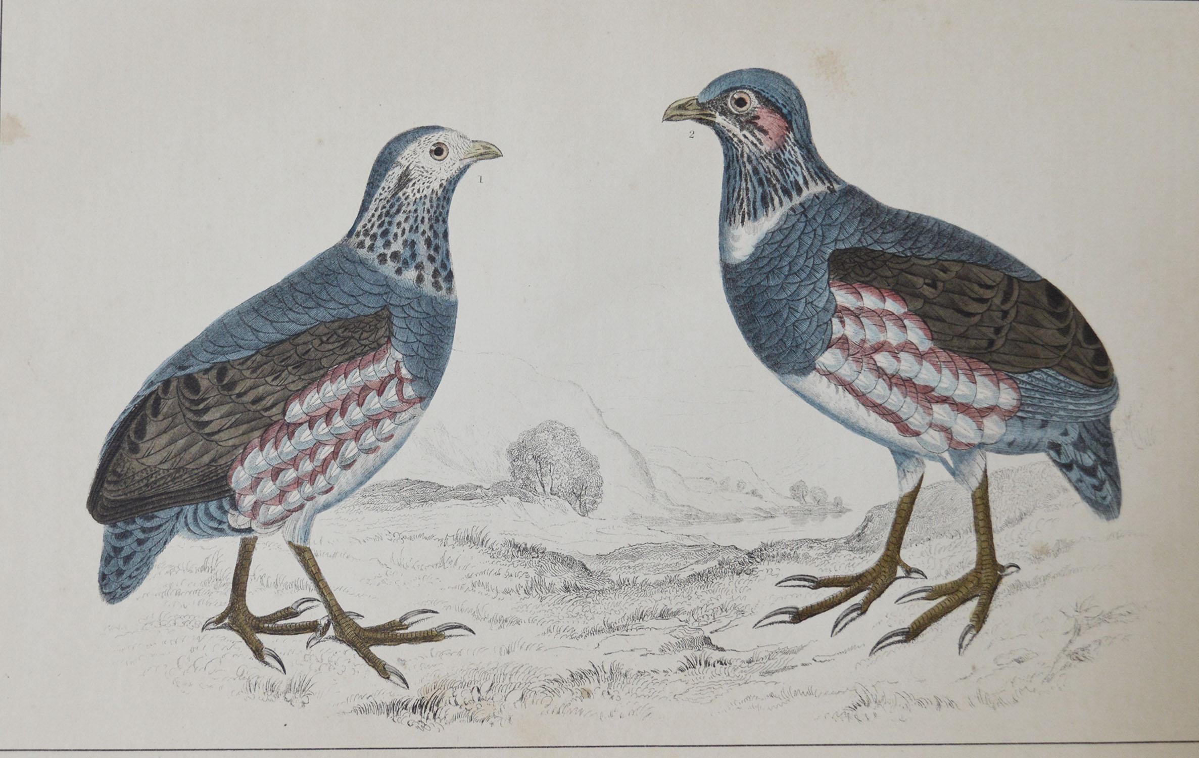 Folk Art Original Antique Print of Partridge, 1847 'Unframed'