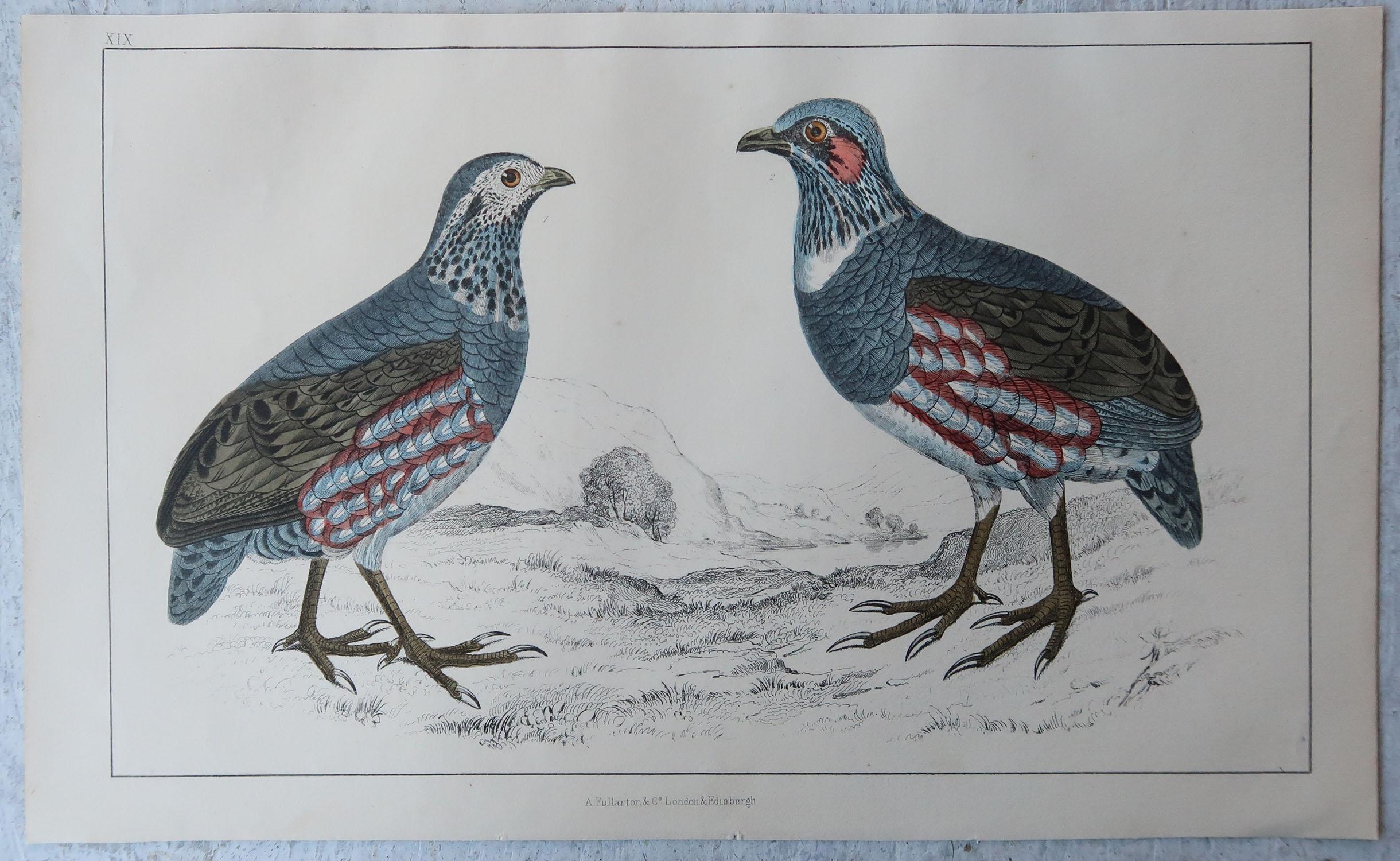 Folk Art Original Antique Print of Partridge, 1847 'Unframed' For Sale