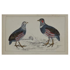 Original Antique Print of Partridge, 1847 'Unframed'