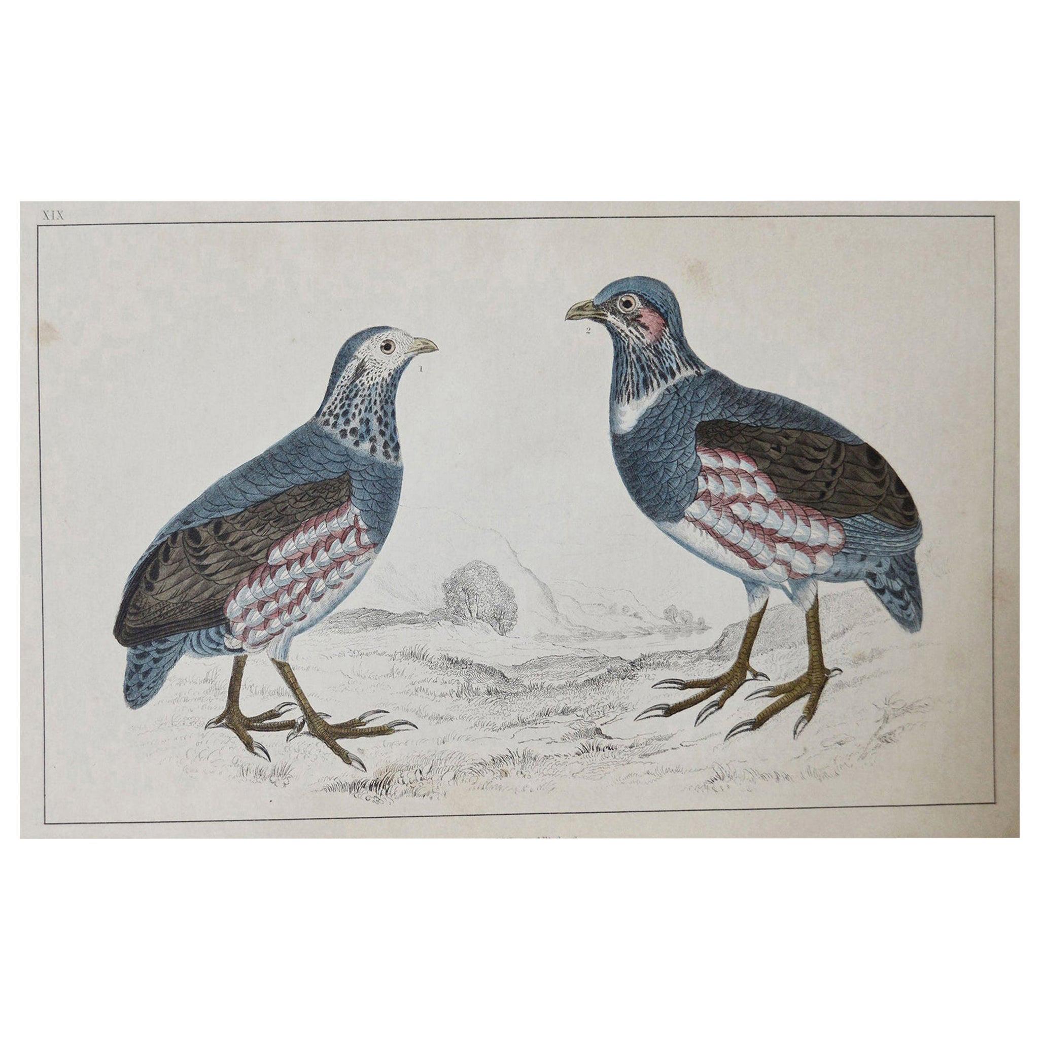 Original Antique Print of Partridge, 1847 'Unframed'