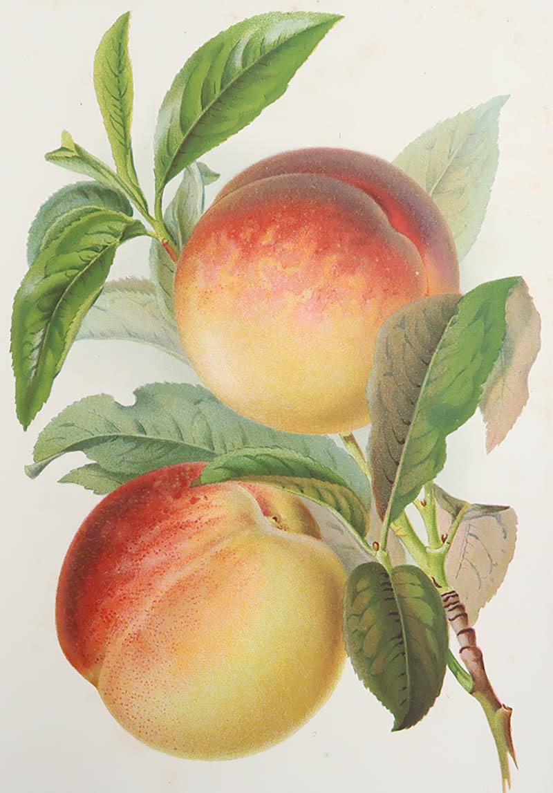 Gran imagen de melocotones

Litografía con color original.

Publicado, hacia 1900 

Sin enmarcar.








 