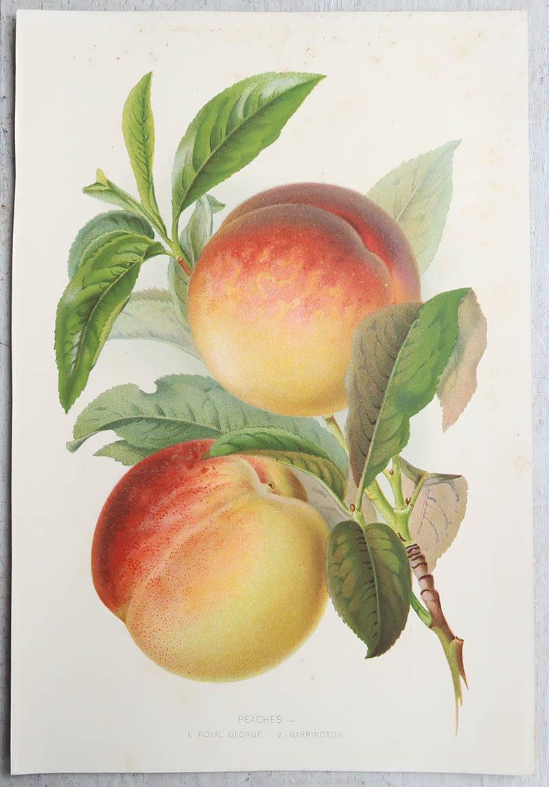 Grabado original antiguo de melocotones, c. 1900 Otro