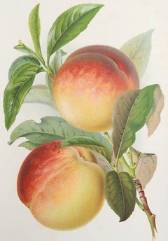 Original Antique Print of Peaches, C. 1900
