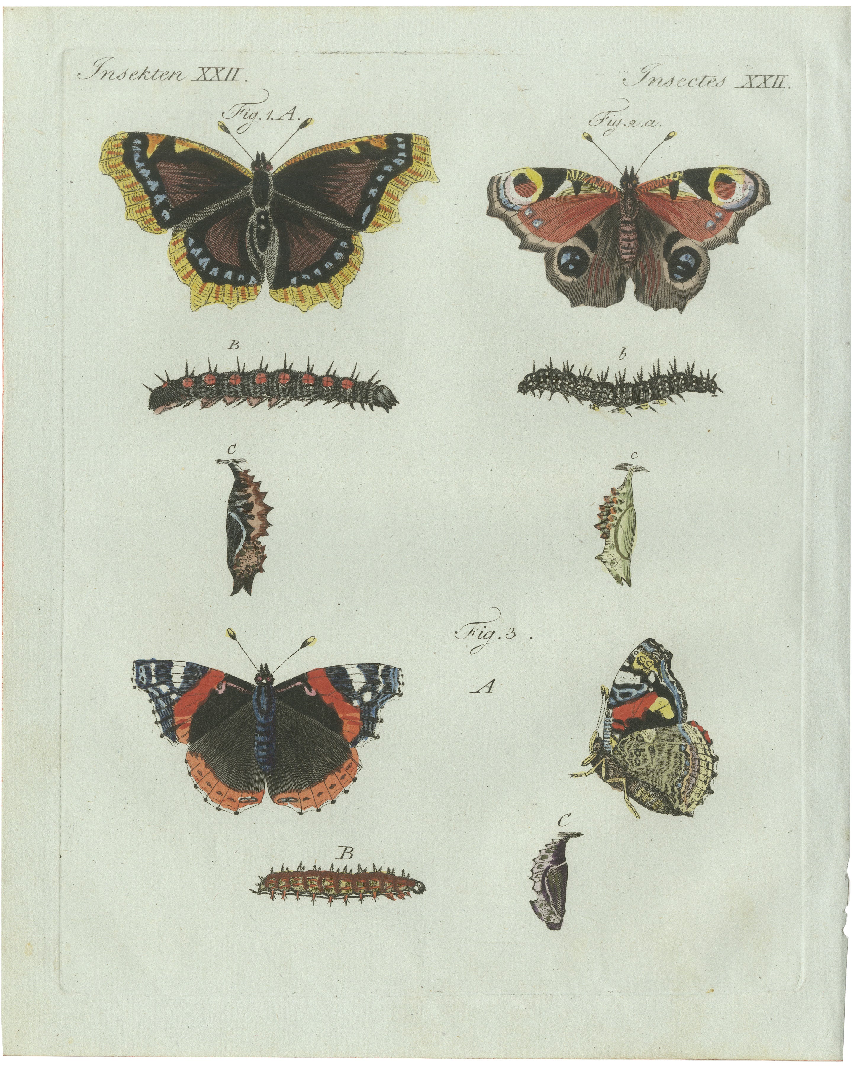Original Antique Print of Peacock and Red Admiral Butterflies by Bertuch, c.1800