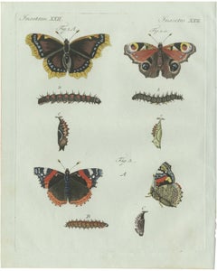 Stampa d’epoca originale raffigurante un pavone e farfalle “Red Admiral” di Bertuch, 1800 circa