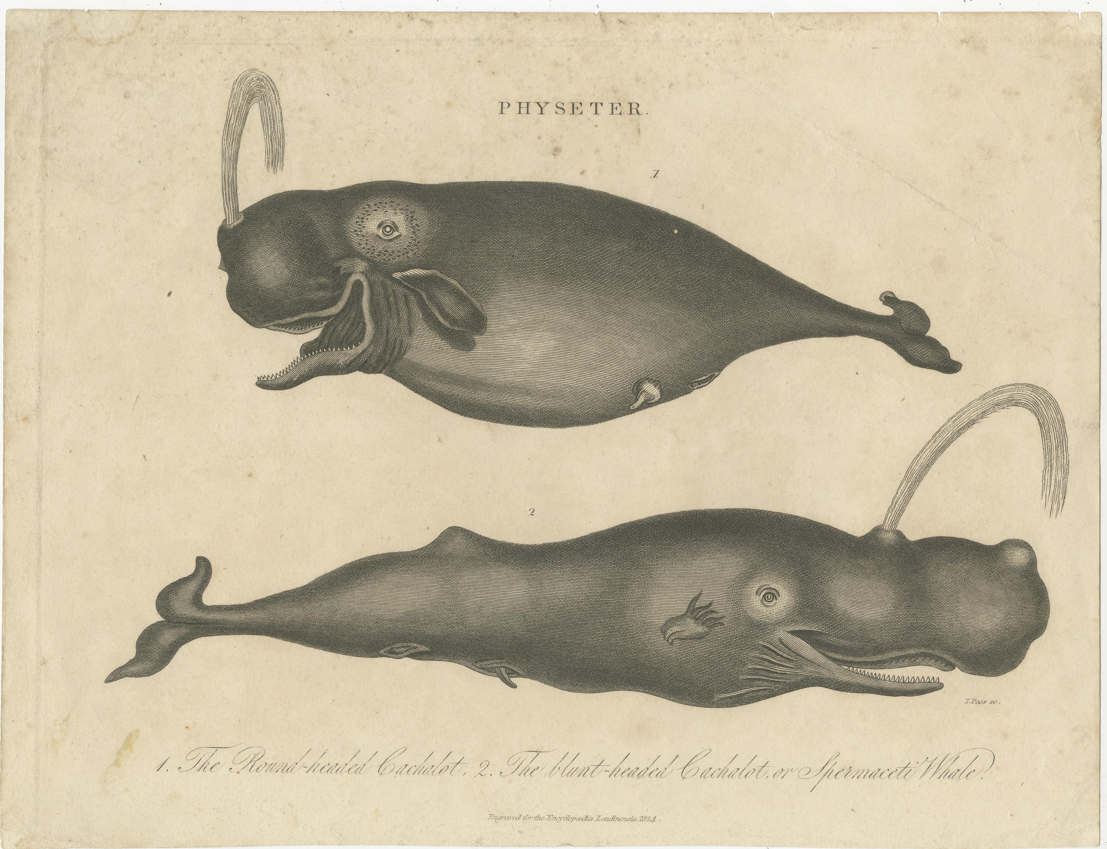 Antique print titled 'Physeter'. Physeter is a genus of toothed whales. There is only one living species in this genus: the sperm whale (Physeter macrocephalus). [here as Cachalot whales] Two fossil species are currently known that are placed in the