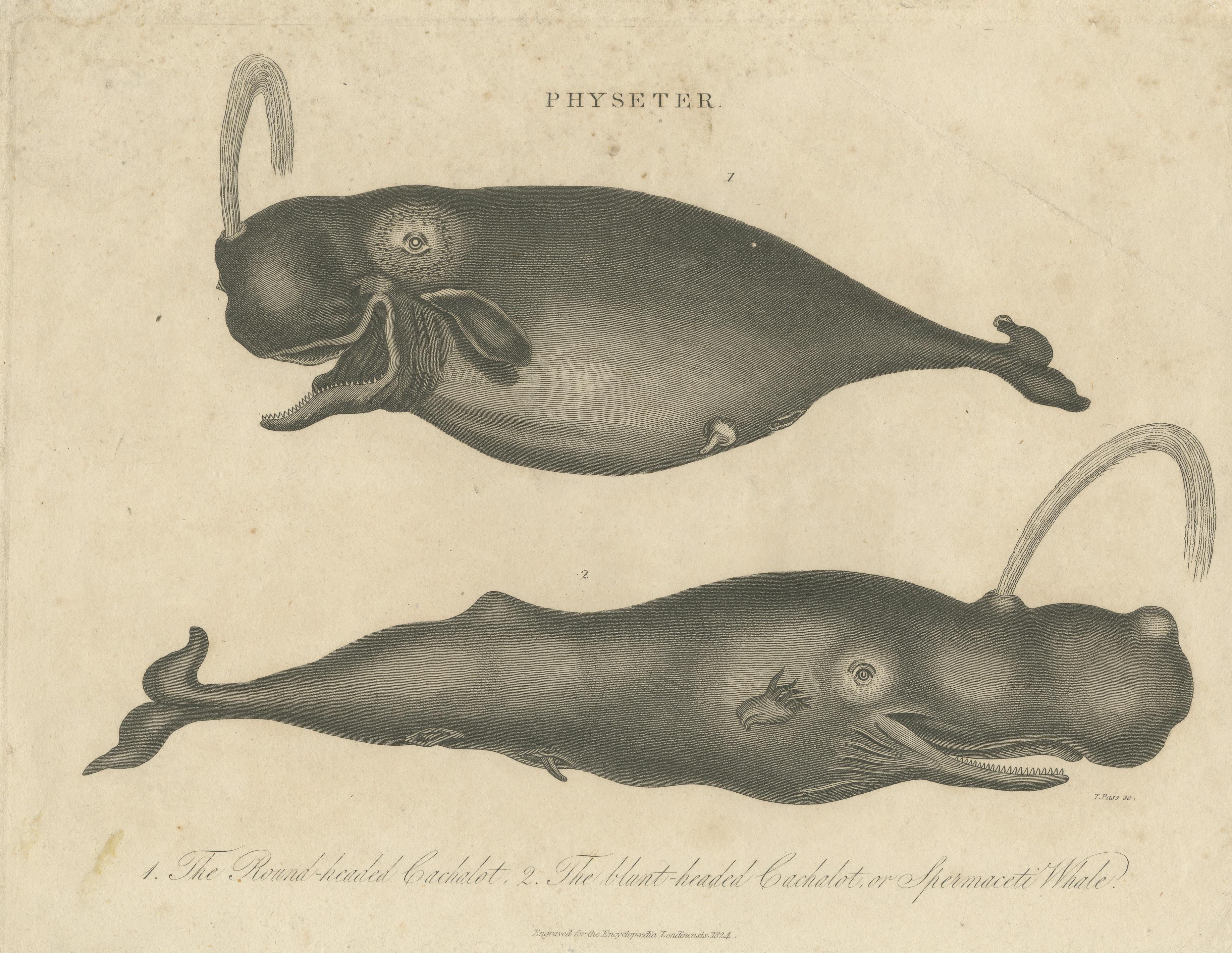 whale original species