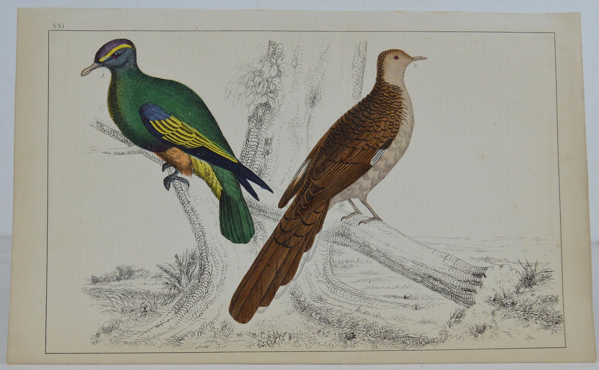 Great image of pigeons

Unframed. It gives you the option of perhaps making a set up using your own choice of frames.

Lithograph after Cpt. Brown with original hand color.

Published 1847.

Free shipping.




