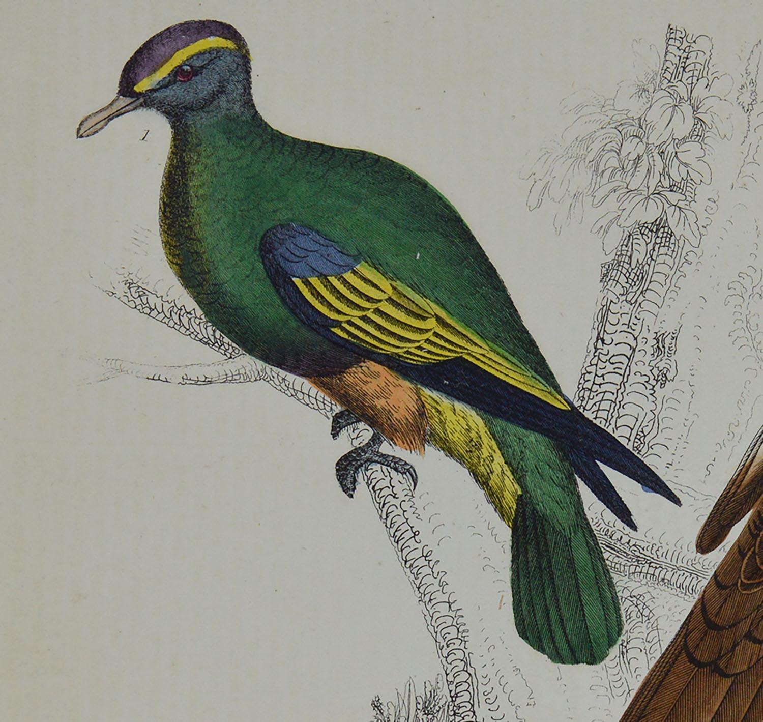Folk Art Original Antique Print of Pigeons, 1847 'Unframed'