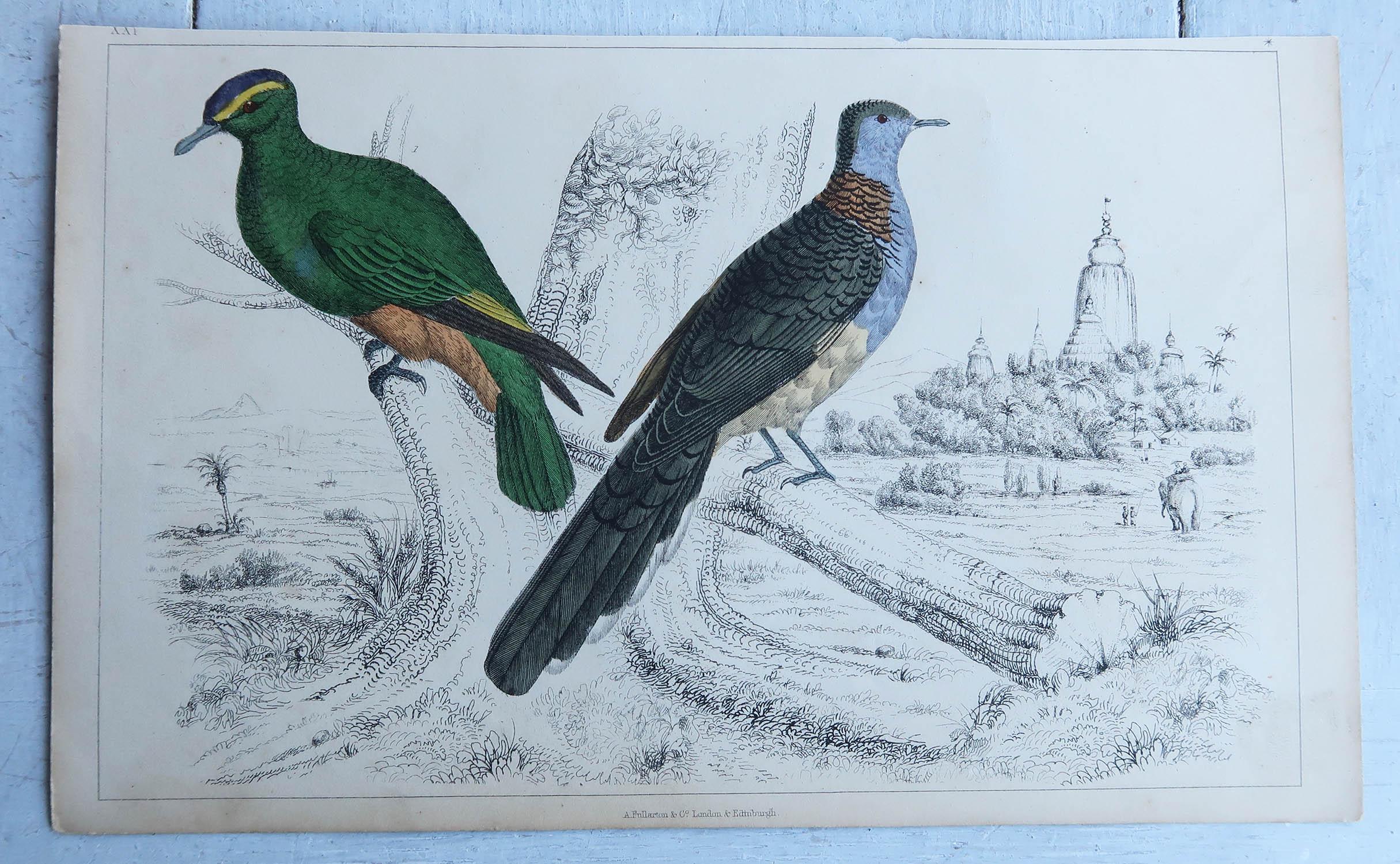 Folk Art Original Antique Print of Pigeons, 1847 'Unframed' For Sale