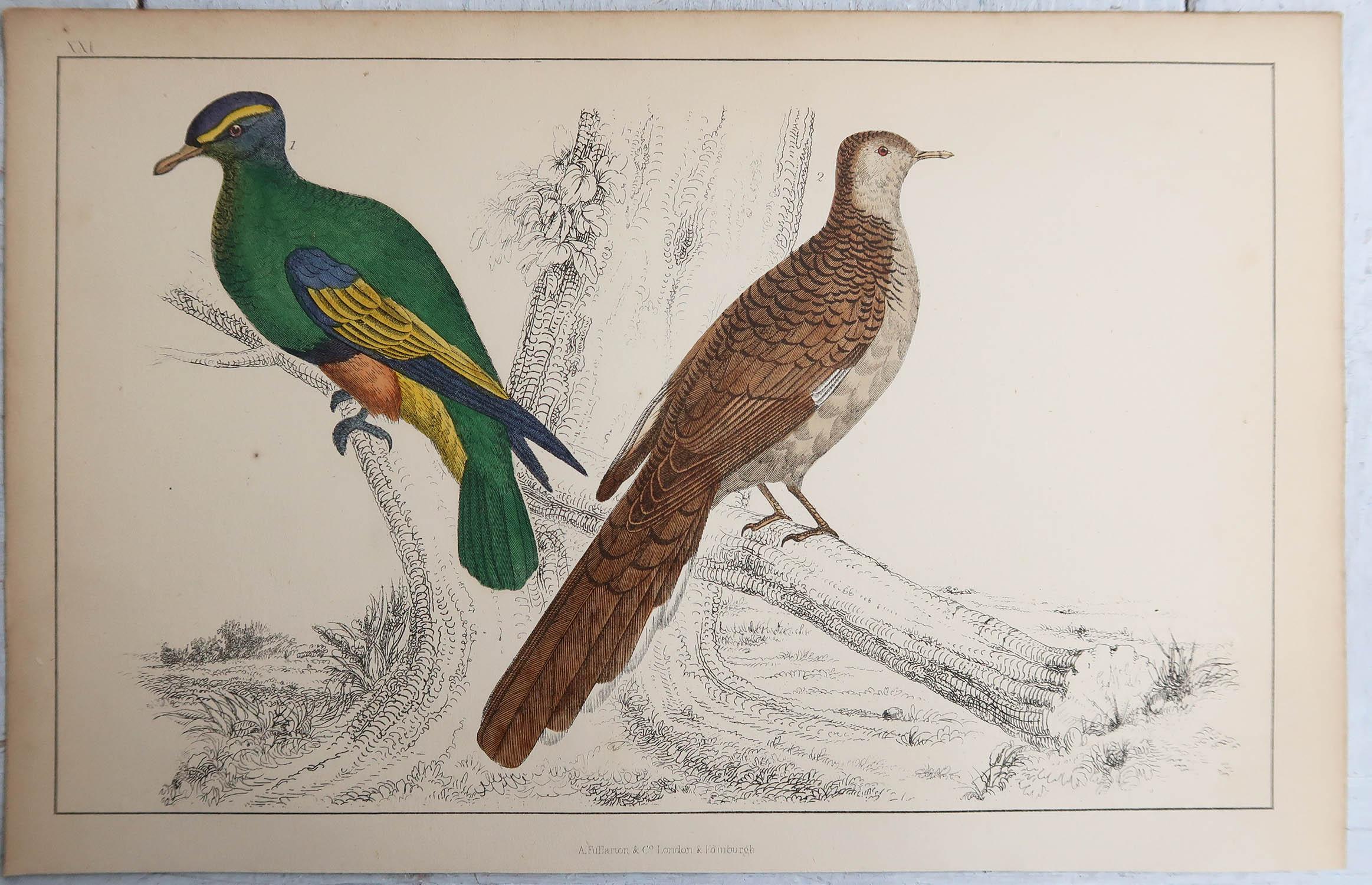 English Original Antique Print of Pigeons, 1847 'Unframed'