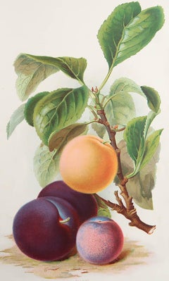 Original Antique Print of Plums, C. 1900