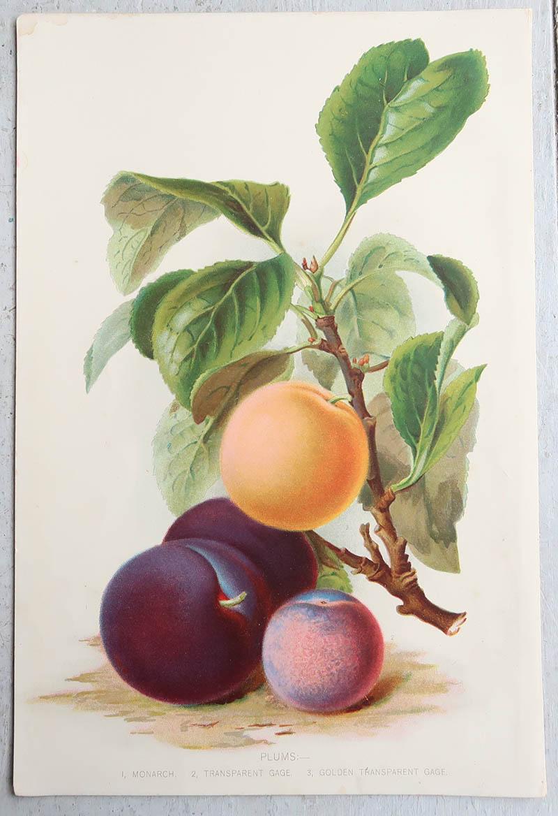 Altro Stampa antica originale di prugne, A.I.C. 1900 in vendita