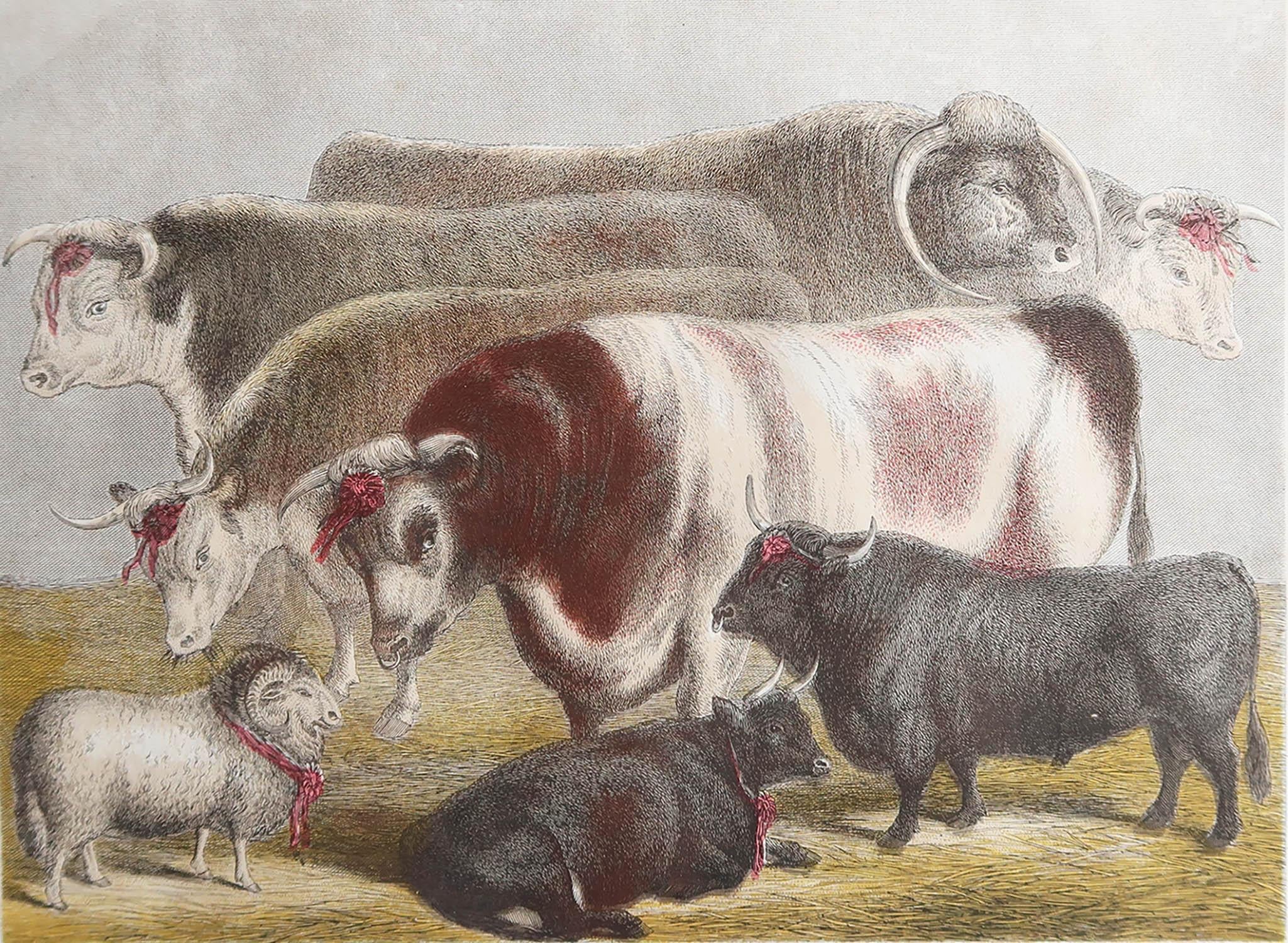 Great image of prize cattle

Chromo-lithograph. 

Original colour.

Published by Mackenzie. C.1890

Repair to a minor tear left margin








.