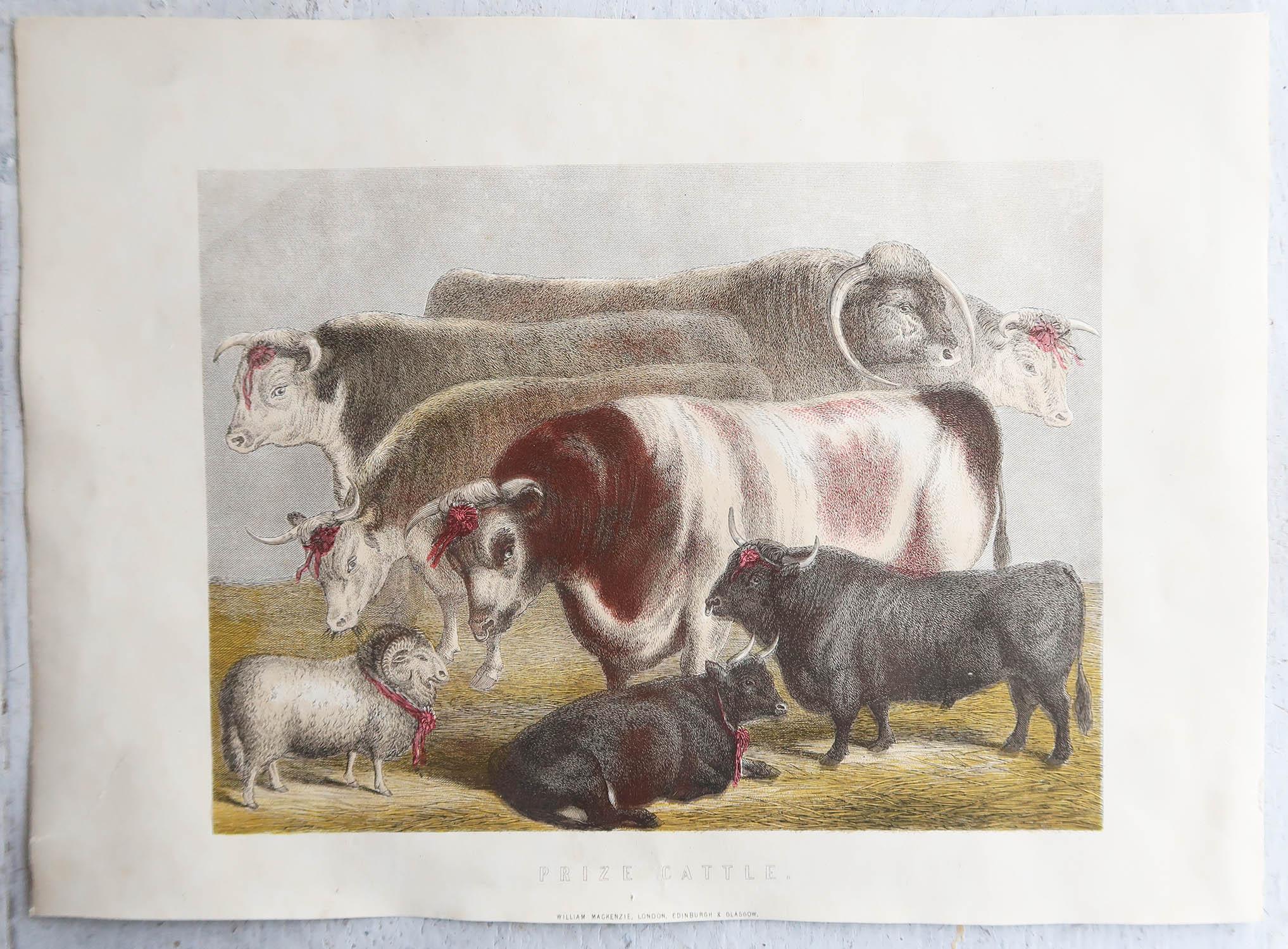 English Original Antique Print of Prize Cattle. C.1890  For Sale