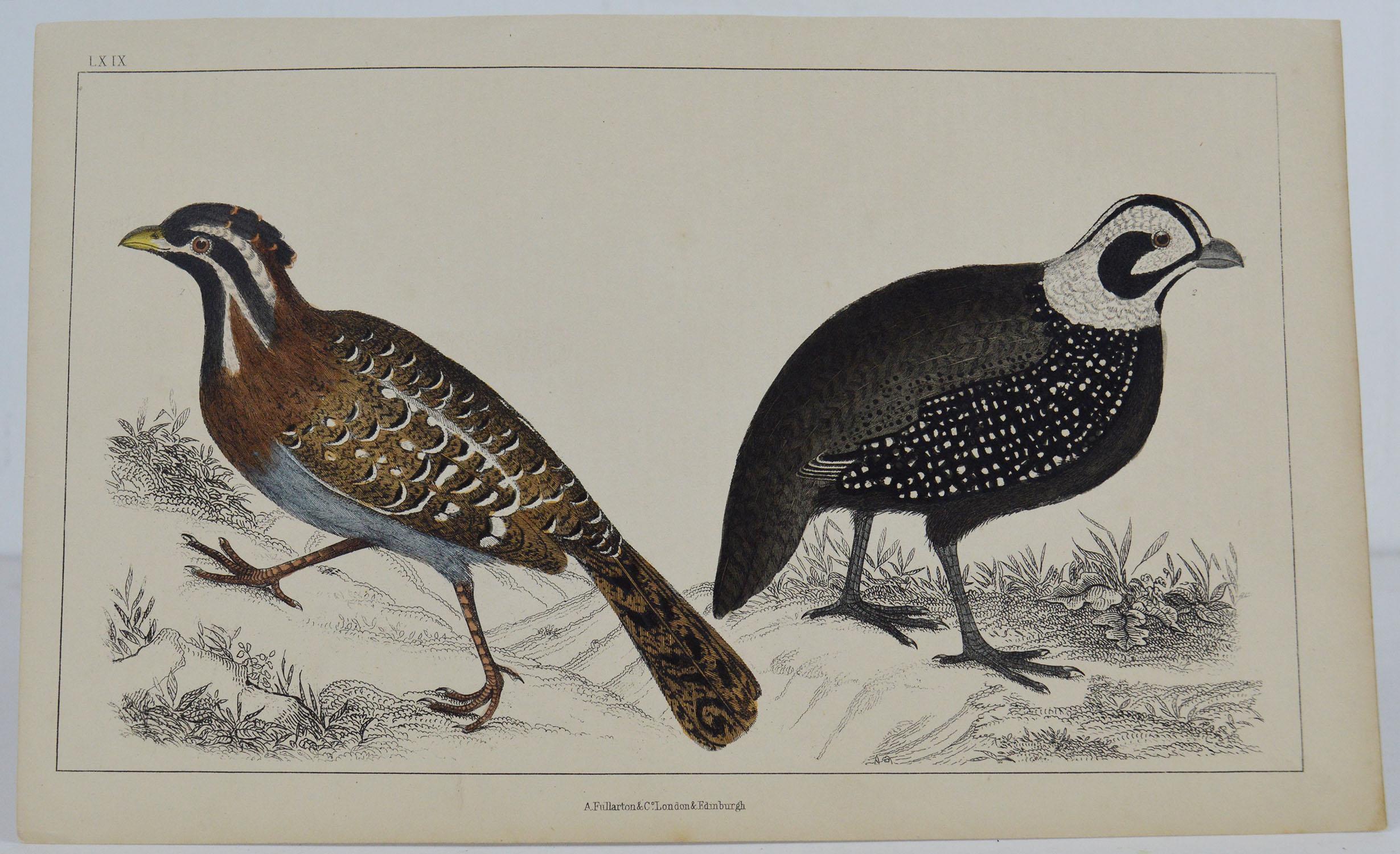 Great image of quail

Unframed. It gives you the option of perhaps making a set up using your own choice of frames.

Lithograph after Cpt. Brown with original hand color.

Published 1847.

Free shipping.




 